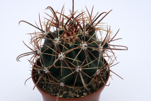 Ferocactus wislizenii *2^ 