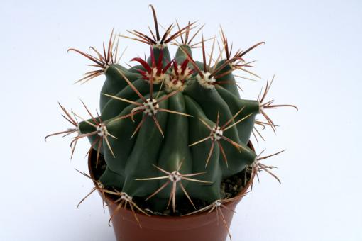 Ferocactus wislizenii *2^  Tucson, AZ, USA 