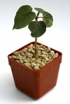 Ficus petiolaris Y. $ Mexico 