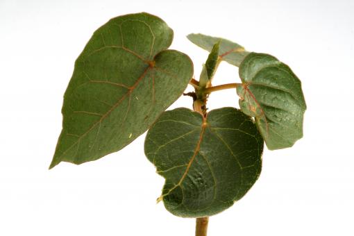 Ficus petiolaris Y. $ Mexico 