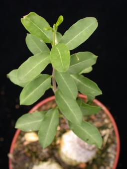 Fockea edulis Y. Einzelstück 