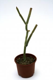 Folotsia grandiflorum 