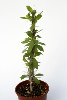 Fouquieria diguetii Y. 