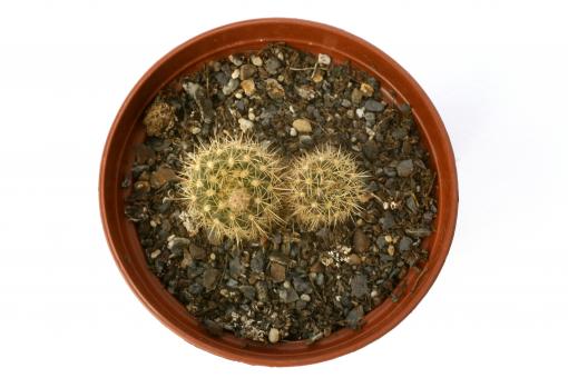 Frailea alexanderi VoS303 e. Ita Moroti, Paraguay 