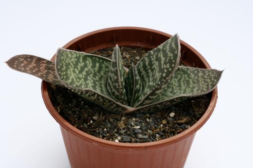 Gasteria brachyphylla 