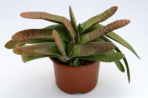 Gasteria brevifolia 