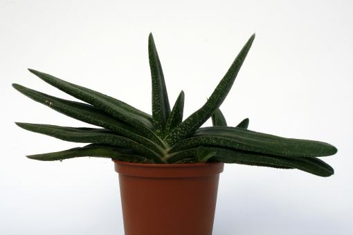 Gasteria brevifolia 