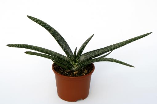 Gasteria carinata v. carinata 