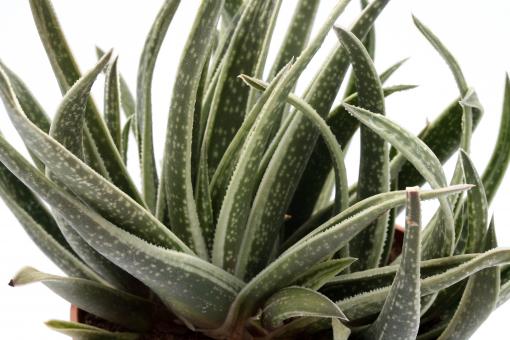 Gasteria Doreen 