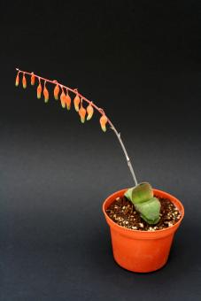 Gasteria glomerata 