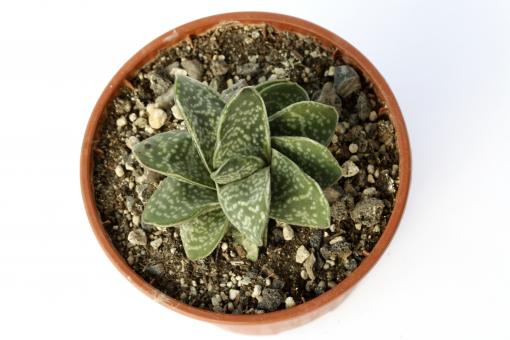 Gasteria gracilis 
