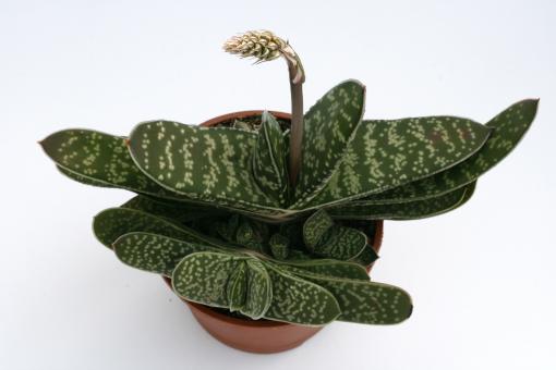 Gasteria pillansii v. pillansii 