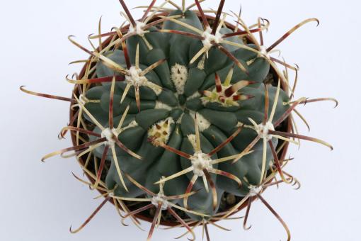 Glandulicactus mathssonii *3^ SB1449 San Luis de la Paz, Gto, MEX 