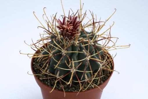 Glandulicactus uncinatus *4^ 