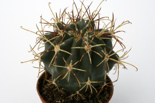 Glandulicactus uncinatus *4^ SB718 n. of San Roberto, NL, MEX 