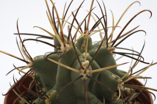 Glandulicactus wrightii *3^ SB341 El Paso Co., TX, USA 