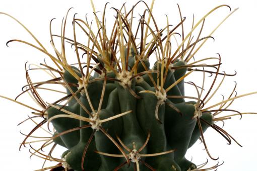 Glandulicactus wrightii *3^ L654 La Zarca, Dur, MEX, 1400m 