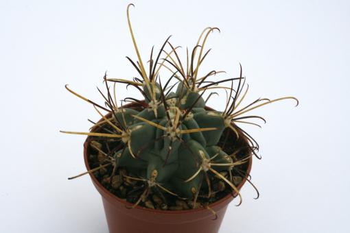 Glandulicactus uncinatus var. wrightii *3^ 