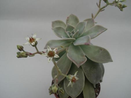 Graptopetalum paraguayense 