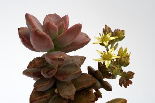 Graptosedum Bronze 