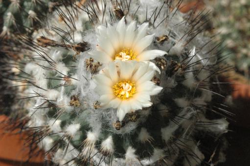 Turbinicarpus gielsdorfianus § MK 114.374 Cerritos, SLP, Mexico 