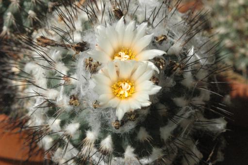 Turbinicarpus gielsdorfianus § MK 114.374 Cerritos, SLP, MEX 