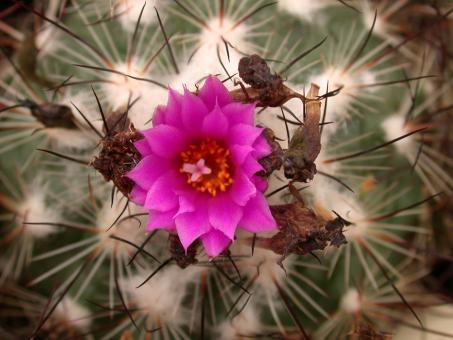 Turbinicarpus viereckii ssp. major § 