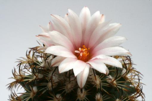 Turbinicarpus ysabelae § 