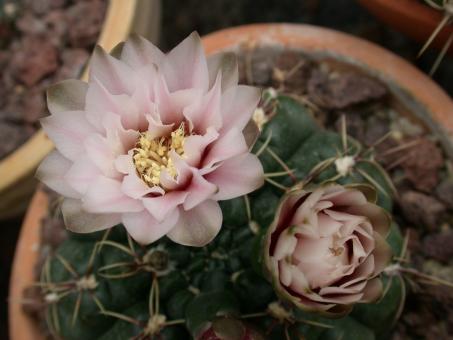 Gymnocalycium amerhauseri STO229 