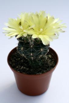 Gymnocalycium andreae ssp. fechseri Estancia Pampa Alta, El Mirador, Cordoba, ARG, 1954m 