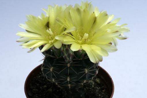 Gymnocalycium andreae ssp. fechseri 