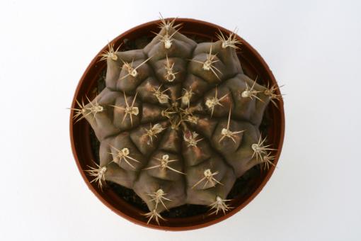 Gymnocalycium anisitsii % VoS523 