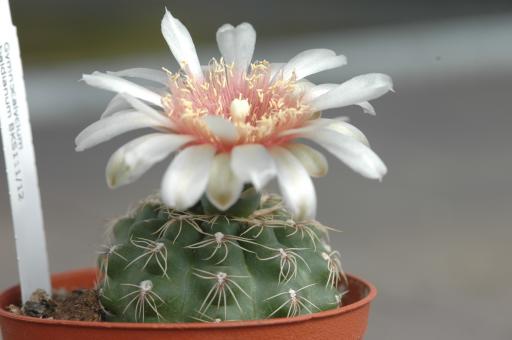Gymnocalycium baldianum P 533 El Alto, Catamarca, ARG, 1500m 