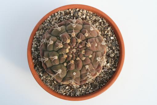 Gymnocalycium bayrianum 