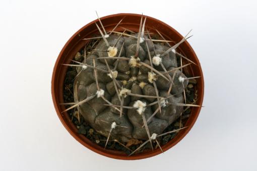 Gymnocalycium borthii ssp. nogolense 