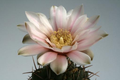 Gymnocalycium borthii VoS903 Puntas Duraznito, Soriano, Uruguay 