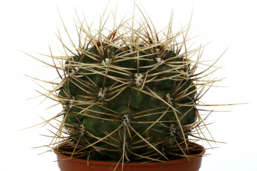 Gymnocalycium brachyanthum GN77-1184 