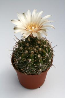 Gymnocalycium brachypetalum *4^ P101 Choele Choel, Rio Negro, ARG 