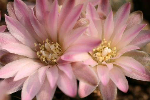 Gymnocalycium bruchii ssp. brigittae *3^ P214 Salsacate to Taninga, Cordoba, ARG, 1850m 