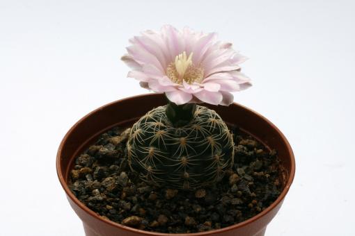 Gymnocalycium bruchii ssp. glaucum GN230-678 Los Reartes, Córdoba, ARG 