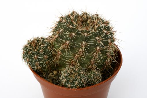 Gymnocalycium bruchii ssp. susannae 