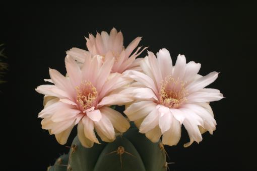 Gymnocalycium horstii ssp. buenekeri 