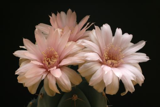 Gymnocalycium buenekeri 