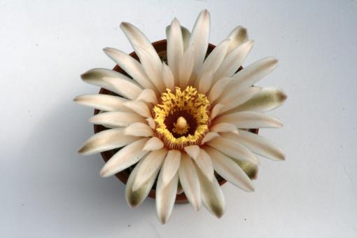 Gymnocalycium capillaense VoS10-744 