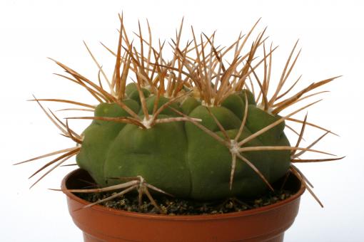Gymnocalycium castellanosii ssp. bozsingianum La Rioja, Chepes Viejo, 750m 