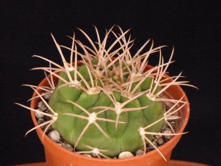 Gymnocalycium catamarcense P72 Andalgala, Catamarca, ARG, 1000m 