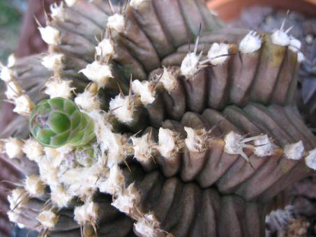 Gymnocalycium damsii 