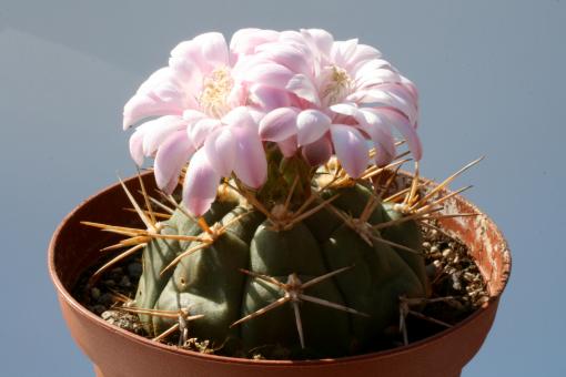 Gymnocalycium eurypleurum VoS17 