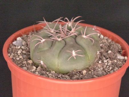 Gymnocalycium ferrari VoS05-124 s. of Villa Mazan, Ruta 10, La Rioja, ARG 