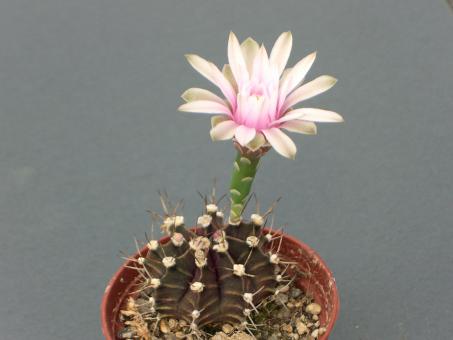 Gymnocalycium friedrichii VoS06-268 North of Destacamento General Patricio Colman, Alto Paraguay, Paraguay 